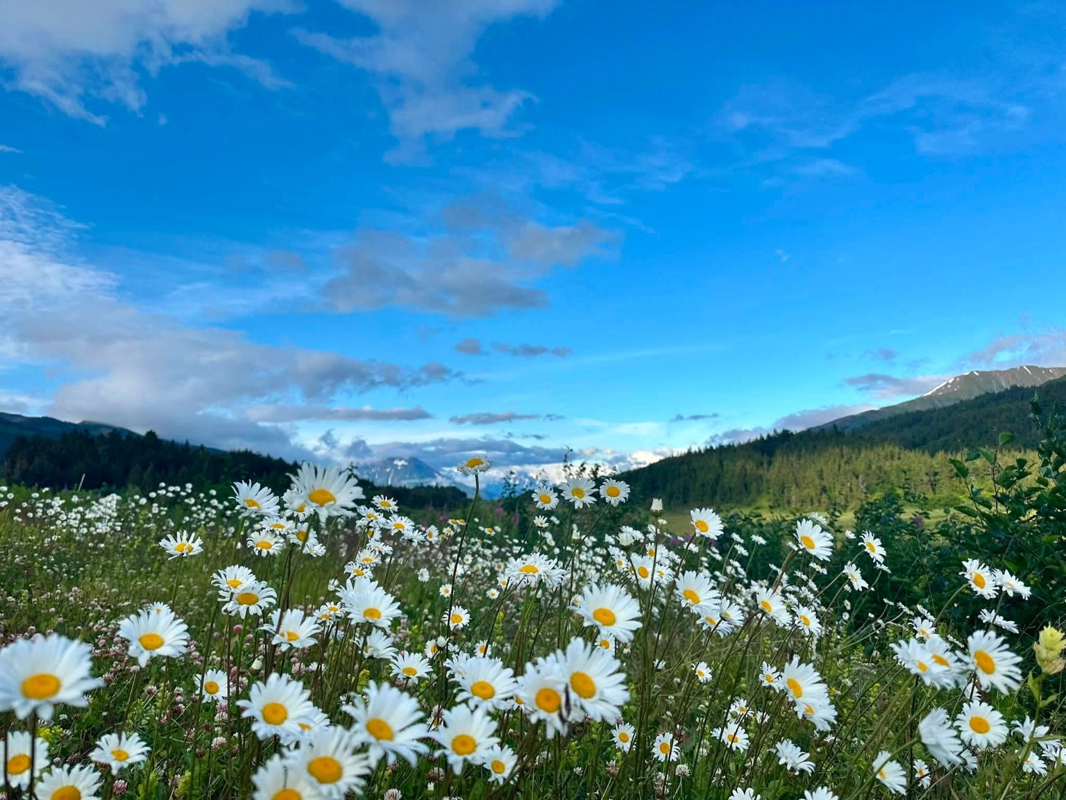 Meadow after rain, Alaska